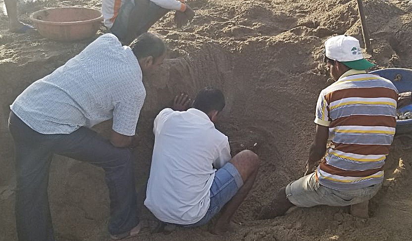 Citizen volunteers rescuing Olive Ridley turtle hatchlings at Versova beach in Mumbai.